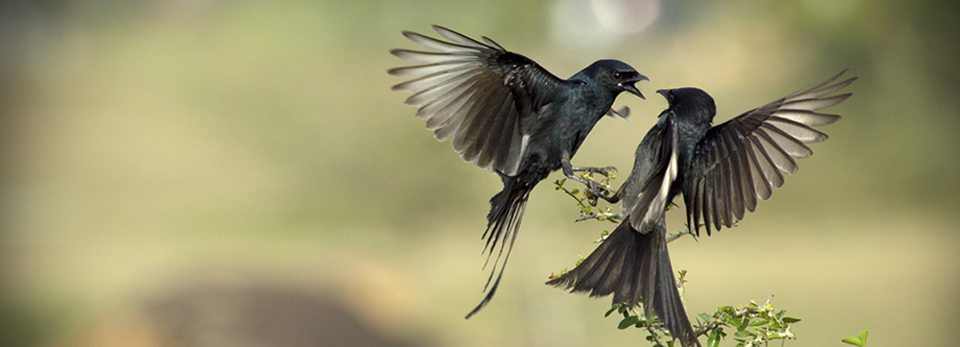 艾皇手机号测压